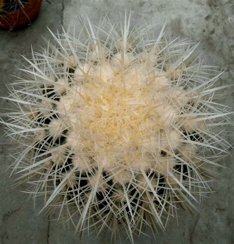 Echinocactus Grusonii Alba — Cactus Shop