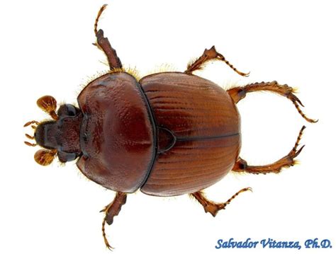 Coleoptera Geotrupidae Bolborhombus Sallei Earth Boring Scarab Beetles