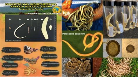 Ciclos Biologicos De Parascaris Equorum Y Ascaris Suum PPT