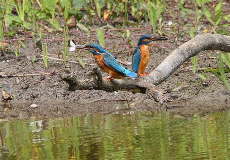 Martin P Cheur D Europe Alcedo Atthis Common Kingfisher Flickr