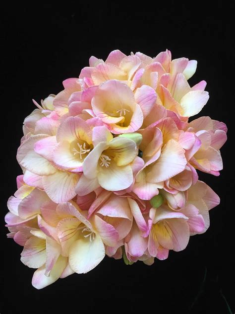 Peachy Pink Archives Peterkort Roses