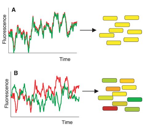 Biological Mechanisms Of Noise In Gene Expression D Partement De Biologie