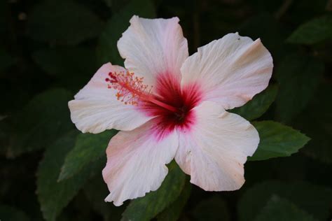 Pink Hibiscus Free Stock Photo Public Domain Pictures