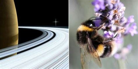 Bees Have Actually Been Around Longer Than Saturns Rings According