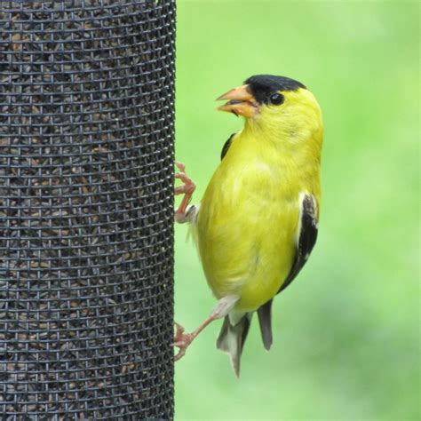 How to Attract More Goldfinches to Your Backyard - Birds and Blooms