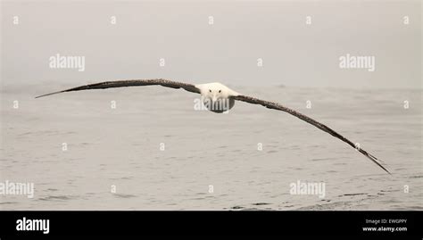 A Wandering Albatross flying in close Stock Photo - Alamy