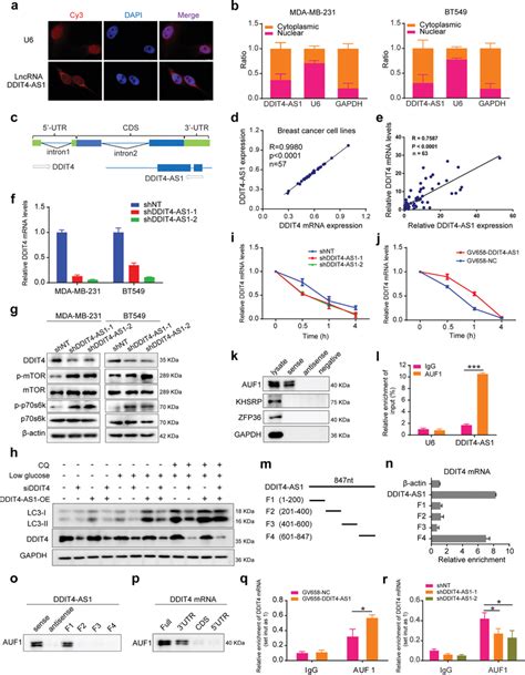 Lncrna Ddit As Regulates Stability Of Ddit Mrna Via Recruiting Auf