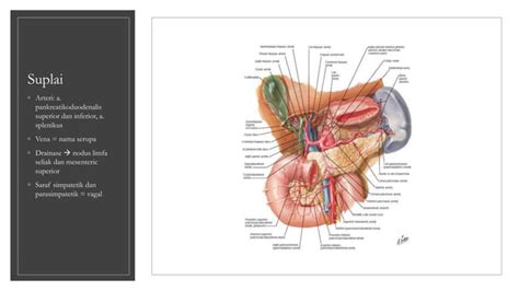 Anatomi Histologi Dan Fisiologi Pankreaspptx
