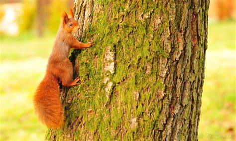 Das Eichh Rnchen Klettert Einen Baum Hinauf