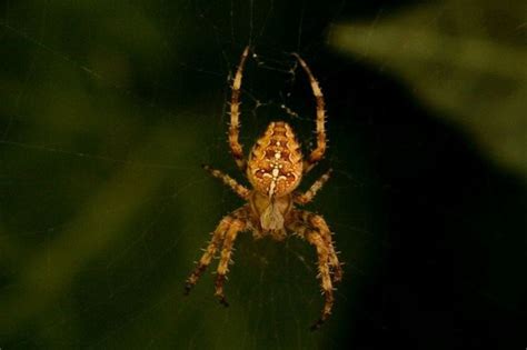 Spiders Of Oregon Whats Lurking In Your Home Or Garden