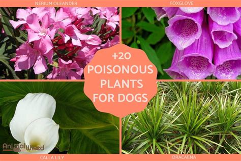 What Plants Are Poisonous To Dogs 20 Common Plants That Can Be Toxic