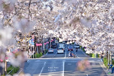 【東京賞櫻秘境】中野通り櫻花隧道 新井藥師前站西武鐵道攝影點，自由行攻略 周花花，甲飽沒