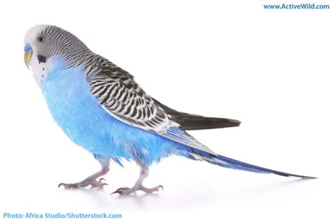 Australian Birds List With Pictures, Facts & Information. Amazing Birds of Australia