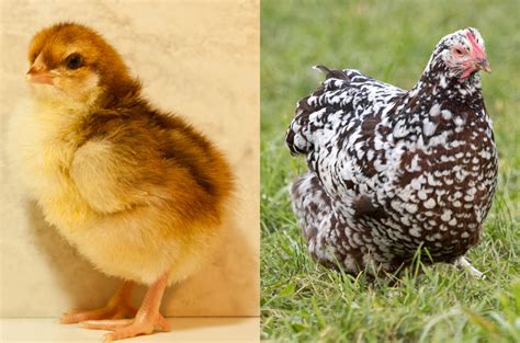 The 25 Best Chicken Breeds That Lay Brown Eggs Idies Farm