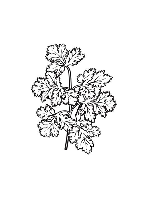 Parsley Coloring Pages