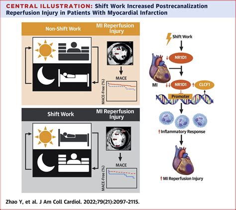 Disruption Of Circadian Rhythms By Shift Work Exacerbates Reperfusion