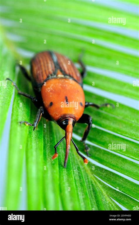 The Palm Weevil Red Palm Weevil Asian Palm Weevil Or Sago Palm