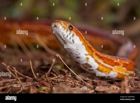 Classic Corn Snake Hi Res Stock Photography And Images Alamy