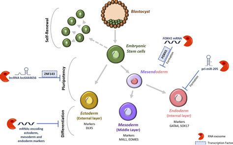 Regulation Of Hesc Differentiation And Pluripotency By The Rna Exosome