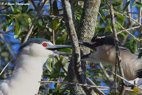 The Kiss SunCoast Seabird Sanctuary Indian Shores Fl B A Bowen