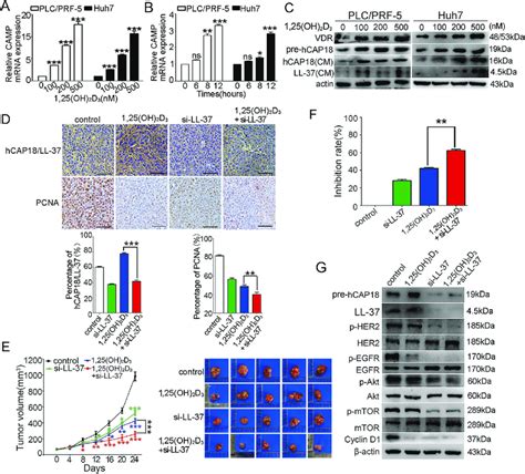 Hcap18ll 37 Silencing Improves Antitumor Activity Of 125oh 2 D 3 In