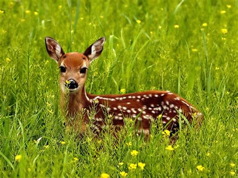 Vegetation & Animals - humid subtropical