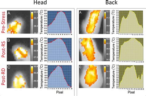 Frontiers Infrared Thermography Reveals Sex Specific Responses To Stress In Mice