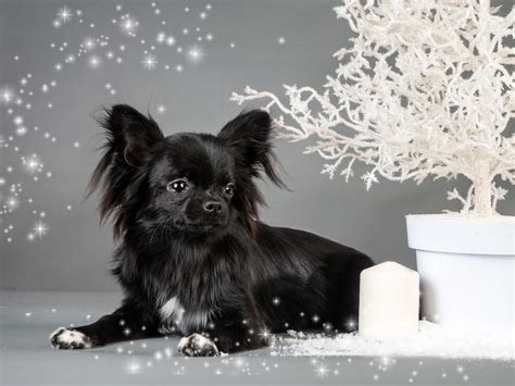4k 5k Dogs Chihuahua Hd Wallpaper Rare Gallery
