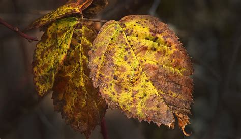 Blätter Natur Herbst Kostenloses Foto auf Pixabay