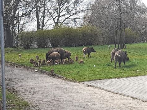 Dzik jest dziki dzik jest zły Jak się zachować kiedy spotkamy go na