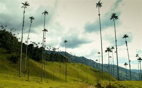 Cocora Valley: The Valley of Palms | Amusing Planet