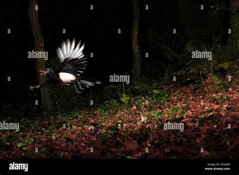 Magpie stealing food Stock Photo - Alamy