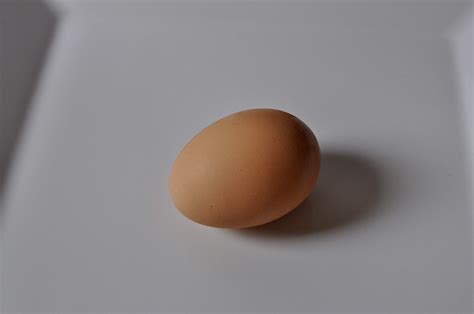 picture chicken egg white background