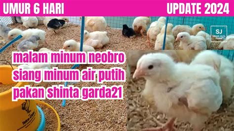 Ternak Ayam Broiler Rumahan Keadaan Ayam Broiler Umur 6 Hari Youtube