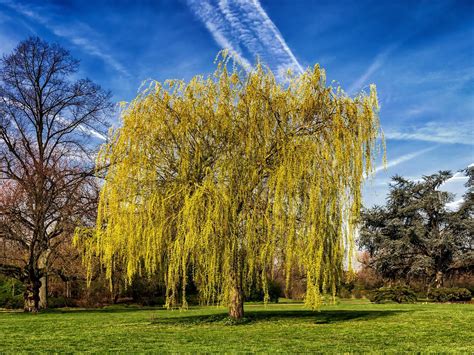 2000 Free Weeping Willow And Nature Images Pixabay