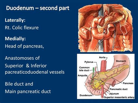 Anatomy of duodenum, duodenum structure, PPT of duodenum, power point…