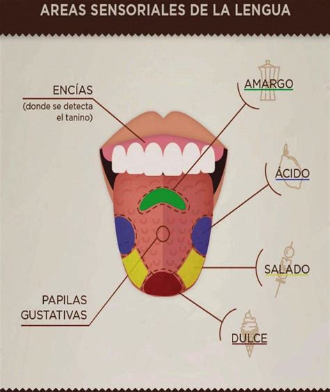 Lista Foto En Que Parte De La Lengua Se Percibe El Sabor Dulce Lleno