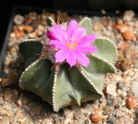 Captivating Cactus And Striking Succulents 46 In A Series Aztekium A Gardeners Notebook