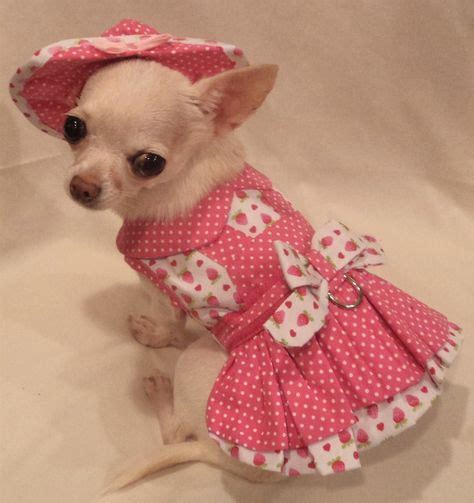 42 Female chihuahua dresses ideas | chihuahua dress, chihuahua, dog clothes