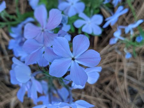 Phlox divaricata (Blue Phlox, Eastern Blue Phlox, Louisiana Phlox ...