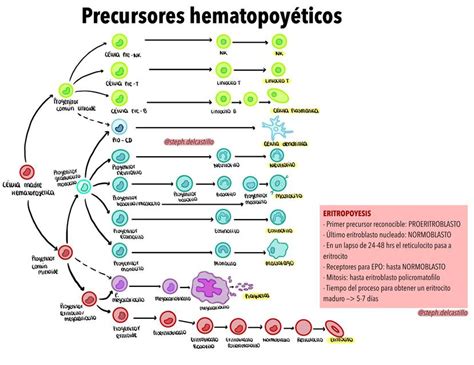 Precursores Hematopoyéticos Steph DCR uDocz