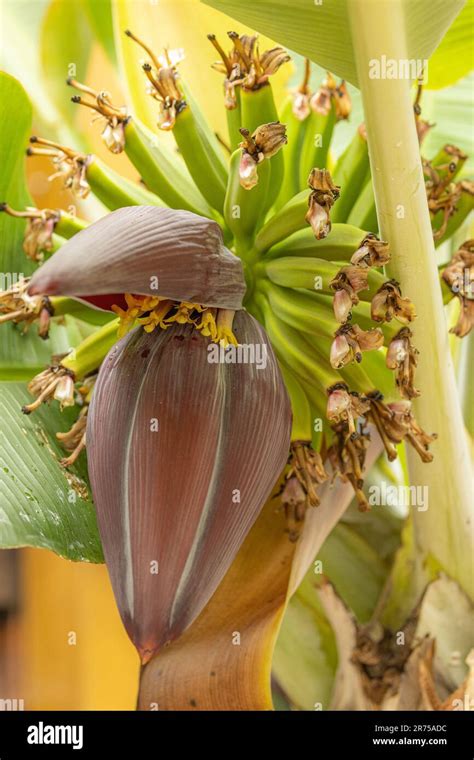 Banana Musa Paradisiaca Musa X Paradisiaca Inflorescence With Female And Male Flowers Stock