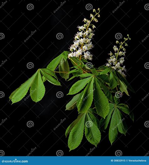 chestnut tree flower 5