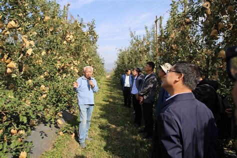 “苹果化肥农药减施增效技术集成研究与示范”现场观摩会在河北保定顺利举行协作网动态全国苹果病虫害防控协作网