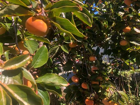 What Is a Persimmon and What Does It... - The Clayton Farm