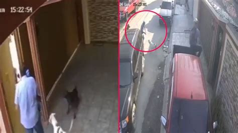 Perro salva a su dueño de un asalto lo amagaron justo al entrar a su