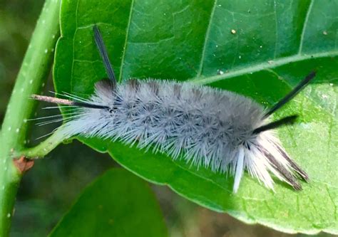 Banded Tussock Moth Caterpillar | Moth caterpillar, Wild flowers ...