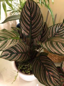 Calathea Tipos Y Cuidados De Esta Planta Handfie Diy