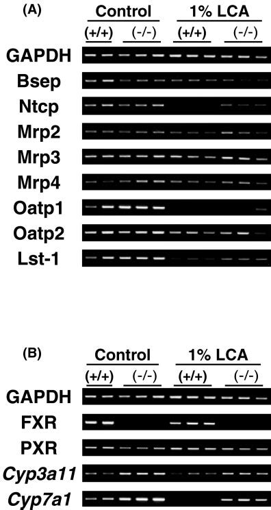 Liver Expression Of Bile Acid Related Genes Hepatic Mrna Levels Of