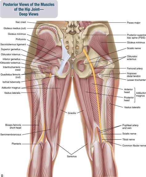 Posterior Hip Muscles